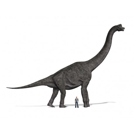 Sticker dinosaure Brachiosaure
