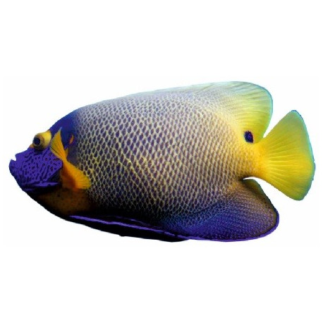 Autocollant poisson jaune