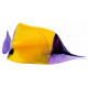 Sticker poisson orange violet