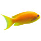 Sticker poisson jaune orange