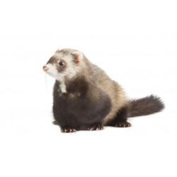 Sticker Blaireau bébé