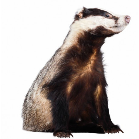 Sticker Blaireau profil