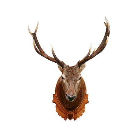 Sticker cerf trophet