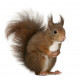 Autocollant Ecureuil