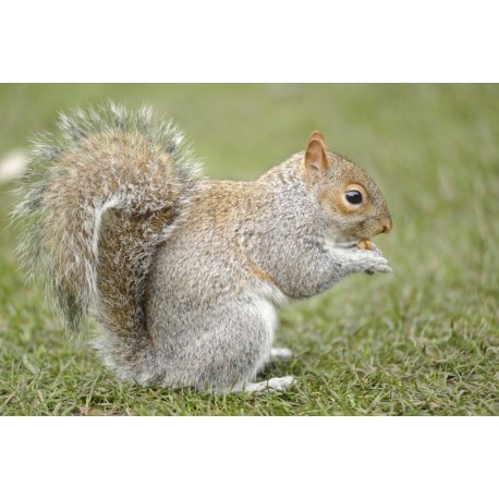 Sticker Ecureuil noisette