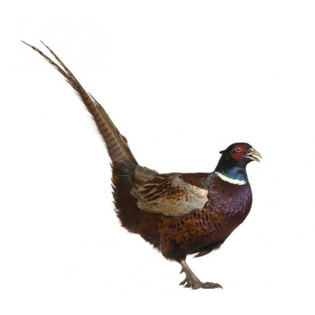 Sticker muraux Faisan