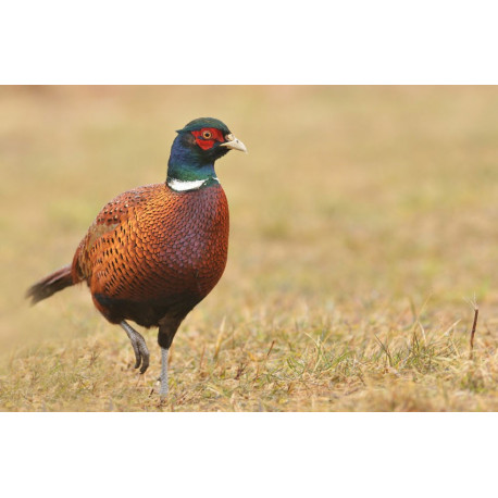 Sticker Faisan marche