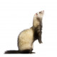 Sticker Furet debout