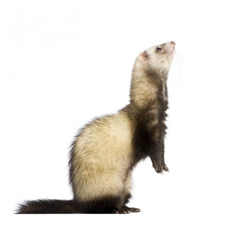 Sticker Furet debout