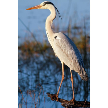 Sticker Hérisson curieux