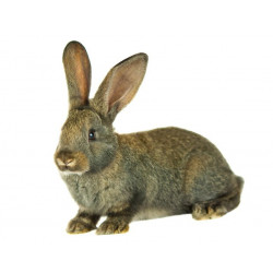 Sticker lapin debout