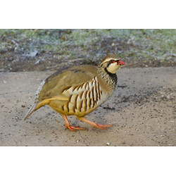 Sticker marcassin mange