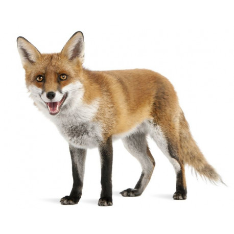 Autocollant renard