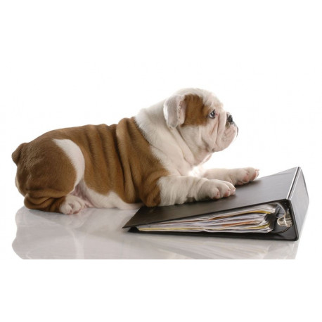 Sticker Chien Bull Dog Français