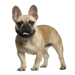 Sticker Bull Dog Français
