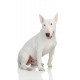Sticker bullterrier blanc
