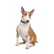 Sticker bullterrier tacheté