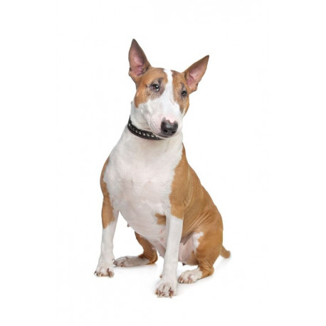 Sticker bullterrier tacheté