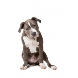 Sticker bullterrier noir