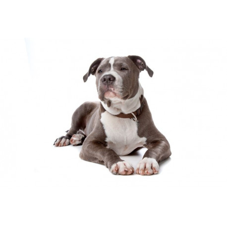 Sticker bullterrier noir assit