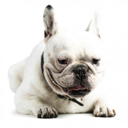 Sticker bullterrier blanc assit