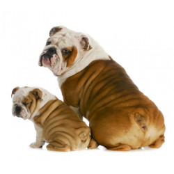 Sticker bulldog famille