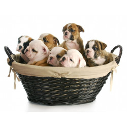 Sticker muraux Chien bulldog famille bébé