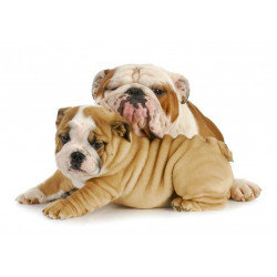Sticker bulldog dort