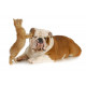 Sticker mural Chien bulldog masse chat