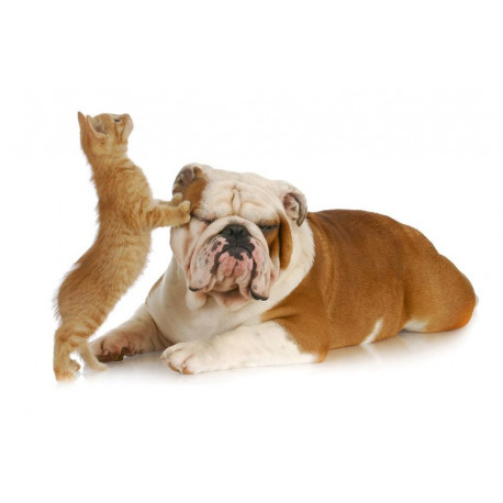 Sticker mural Chien bulldog masse chat