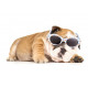 Sticker bulldog avec lunette