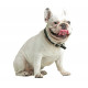 Sticker bulldog blanc tire langue