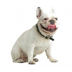 Sticker bulldog blanc tire langue