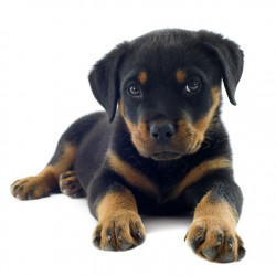 Sticker Rottweiler