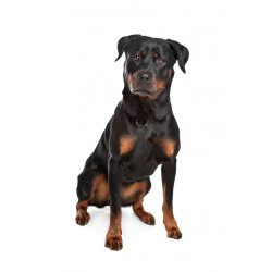 Sticker mural Rottweiler debout