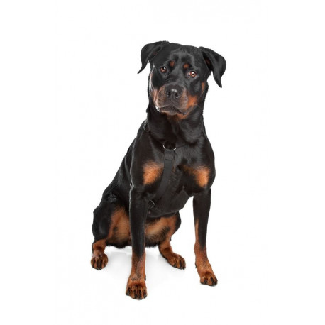 Sticker mural Rottweiler debout