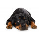 Sticker Rottweiler couché