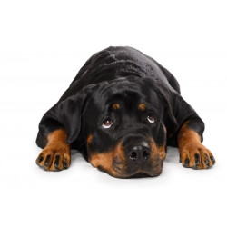 Sticker Rottweiler couché