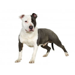 Sticker Chien terrier