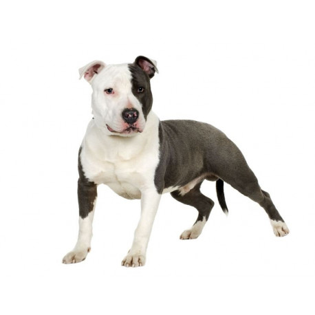 Sticker Chien terrier