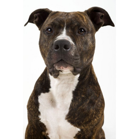 Sticker Chien terrier