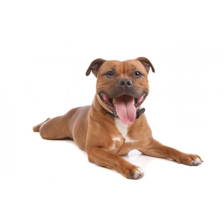 Sticker Chien terrier de face