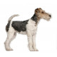 Sticker fox terrier