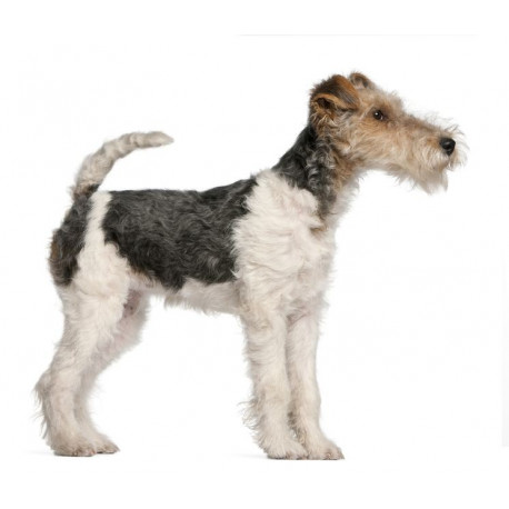Sticker fox terrier