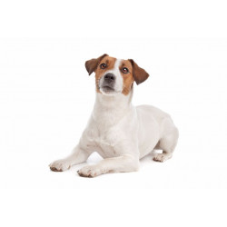 Sticker Jack russell Assit