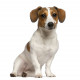 Sticker muraux Chien Jack russell