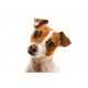Sticker Jack russell timide