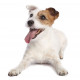 Sticker deco Chien Jack russell tire langue