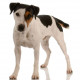 Sticker mural Chien Jack russell