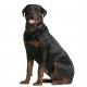 Sticker Rottweiler debout garde